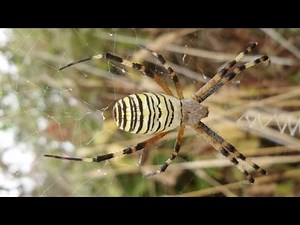 İri , sarı Zehirli örümcek , Argiope bruennichi