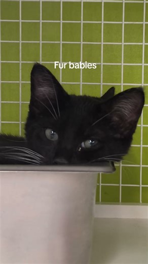 petco adoption #petcoadoption #kittens #seo #fyp