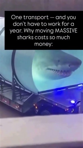 How Sharks are being transported