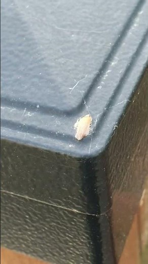 Flea pupa (pupal stage)#insects
