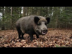 Wild Boar Sounds in the forest | Animal Sounds for kids 2020