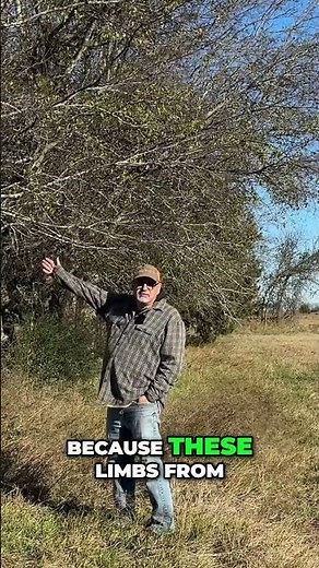 Clearing Pasture Fence Line: Trimmed Trees for Better Hay Cutting #shorts