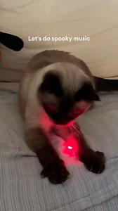 227K views · 38 reactions | Mischief is in the air aka Merv got new Halloween toys!  Have a purr-fect Halloween with PetSmart! | PetSmart | Facebook