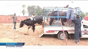 Au Burundi, l’abattage du bétail a repris après plusieurs mois d’interdiction. En cause : l'apparition de la Fièvre de la vallée du Rift détectée pour la première fois dans le pays fin avril. Une maladie qui touche les bovins et autres animaux d'élevage mais qui peut aussi se transmettre à l'homme. | TV5MONDE