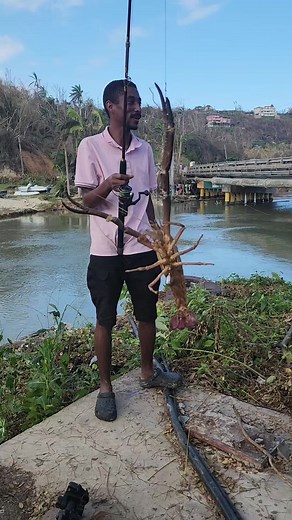 Biggest Crayfish in the morning. #jamaicantiktok #kingston #montegobay #fishing #jamaica