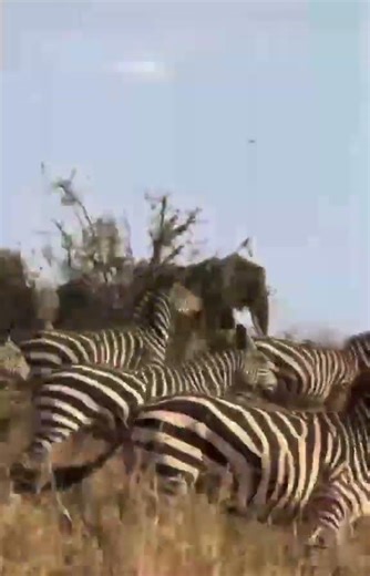 how zebra live together with elephant 🐘