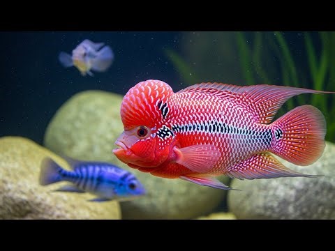 World’s Most Rare & Beautiful Fishes You’ve Never Seen | Nature’s Hidden Treasures (4K) #RareFish