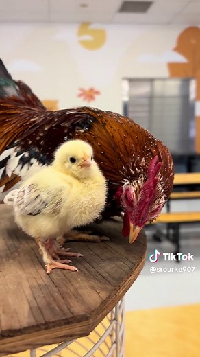 What Is This Baby Chicken Saying?