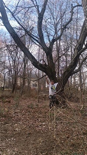 Trimming The Apple Tree: #familyvlog #familytime #family #apple #tree #food #nature #happy #yummy