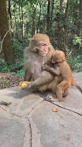 11_716100_#pets#monkey #monkeys #monkeyshoulder #monkeyseemonkeydo #monkeysofinstagram #monkeystyle #MonkeySanctuary #MonkeySee #MonkeySquad #monkeyshines #monkeysystems | Wild Monkey