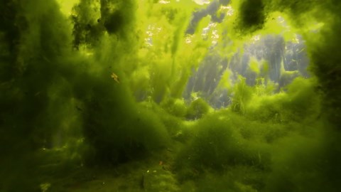 From Snow to Stream: The Alpine Water Cycle and the Hidden Creatures of the Mountains