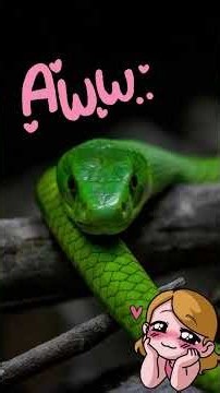 The Snake Strike - The Physics Of A Bite #facts #sciencefacts #science #didyouknow #snakes #predator