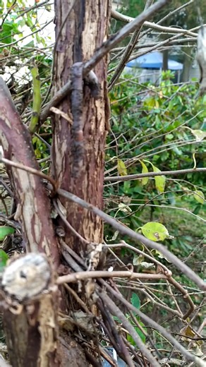 Earthworms are incredible for soil health! They aerate the soil, allowing water and air to reach plant roots, and their castings enrich the soil with nutrients. They're like nature's tiny gardeners, constantly working beneath our feet.
