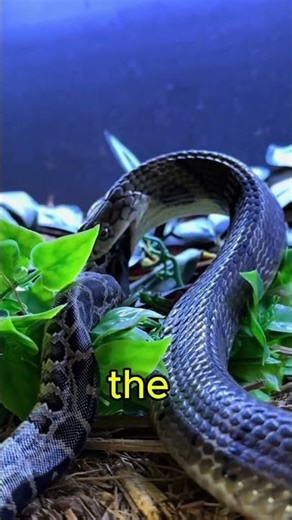 King Cobra Eats Python 😳 #shorts #wildlife