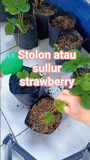 pengembang biakan strawberry dengan stolon