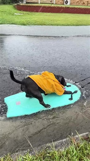 A little rain never hurt nobody, and it actually makes for great street surfing 🏄‍♂️ #staffy #dog #bluestaffy #surferdog