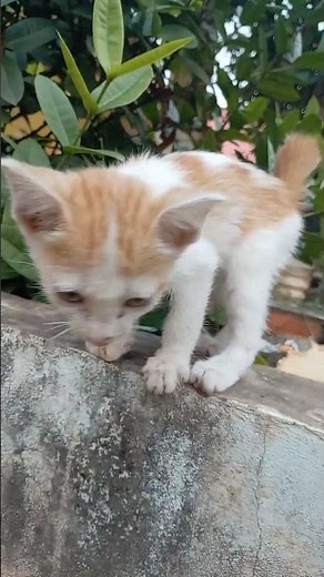 How to Take Care of Your Cat (Cat Care 101)