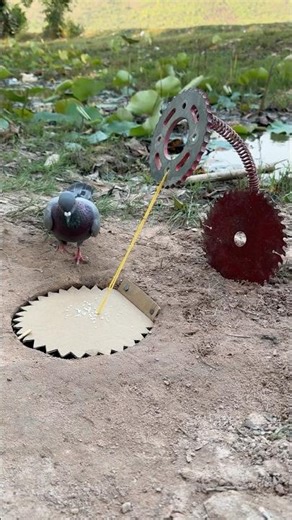 Beautiful DIY Pigeon Bird Trap Using Spring #camping #outdoors #bushcraft