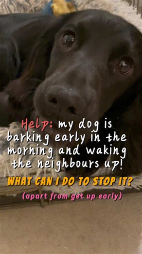 How to Stop Your Dog from Barking Early in the Morning