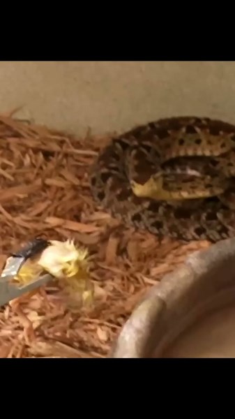 Feeding venomous snakes