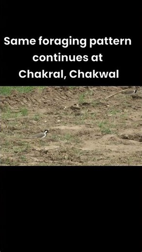 Red-wattled Lapwing in Farmland | Pakistan #biodiversigrapher #nature #pakistanbirds