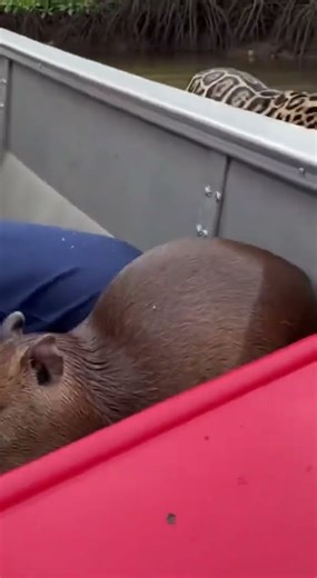 Capivarinha Pula Em Barco Pra Fugir Da Onça 😳