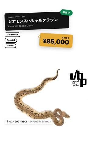 Cinnamon Special Clown / Cinnamon Special Clown [Ball Python] #Shorts