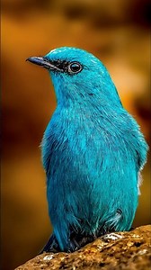 wildlife photography with Nikon Z8 #photography #nikon #wildlife #nature #birds