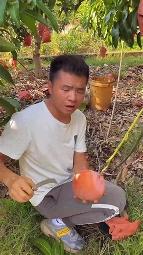 Kent mango is a popular mango variety known for its sweet, rich flavor and very low fiber, making it smooth and easy to eat 🥭✨ #mango | Fruit Farm