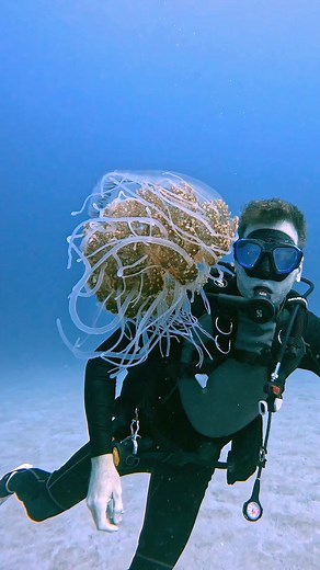 Exploring Giant Jellyfish in Australian Waters
