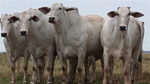 Cota da China preocupa, mas exportação de carne bovina inicia 2026 em volume recorde