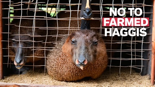 Say NO to Scottish Haggis Animal Farming. This video takes a deep dive into the realities of commercial-scale haggis farming in Scotland. Exploring the industry's impact on animal welfare, it uncovers the ethical concerns surrounding the production of farmed haggis. The video examines the tension between Scotland's traditional haggis-making practices and the need for more humane and sustainable farming methods. It investigates the conditions endured by the animals raised for commercial haggis pr