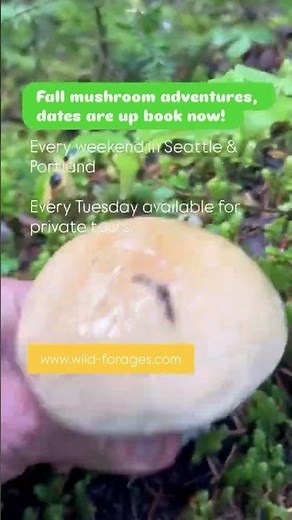 “King Bolete Foraging 🌲 | How to Spot Wild Porcini Mushrooms” #greatpnw #fyp #nature