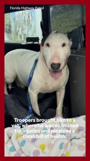 49K views · 1.2K reactions | Heartbreaking video: A dog was found tied to pole along a Florida highway amid Hurricane Milton evacuations - Video shows the dog standing in the rain, in a pool of water. He was rescued by troopers, taken to a local vet and given a clean bill of health. https://www.wpbf.com/article/florida-tampa-dog-tied-pole/62559318 | WPBF 25 News | Facebook