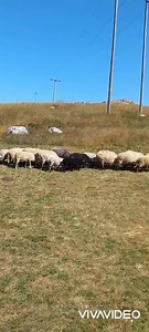 Dobro veče💓💓💓 "Nema stare dobre pjesme Ni igranki ni posela..... | Gradacka Poljana-Krnovo