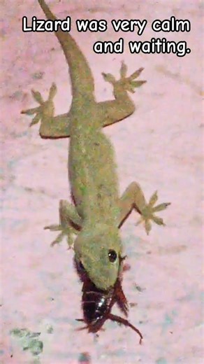 Lizard eating cockroach #hunting #viral