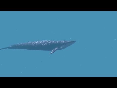 Blue Whale video 360,video 3d