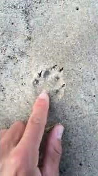 Track-A-Long: Gray Fox vs Red Fox