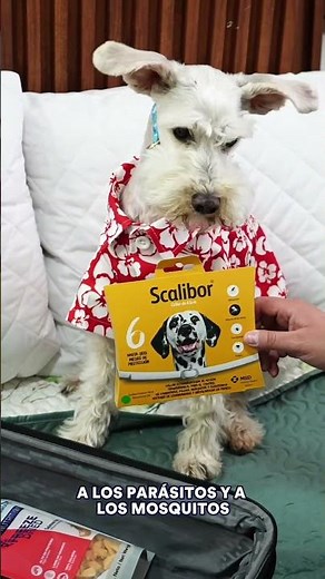 Dog vacation products - Petco