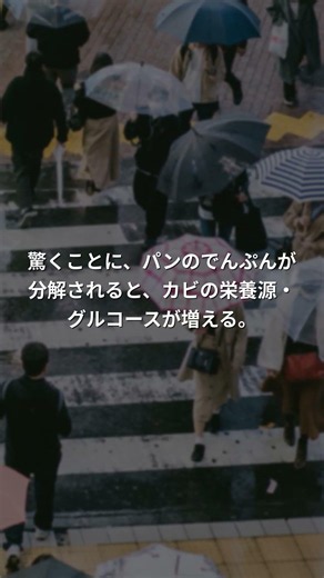梅雨のパンにカビが多い本当の理由