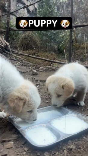 Cute puppy🐶😻#dog#virel#trending#shorts#short#ytshorts