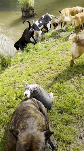 Matilda really just is the silliest little thing isn't she? 😂 | The Asher House