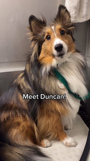 Nintendog Grooming: Meet Duncan the Shetland Sheepdog