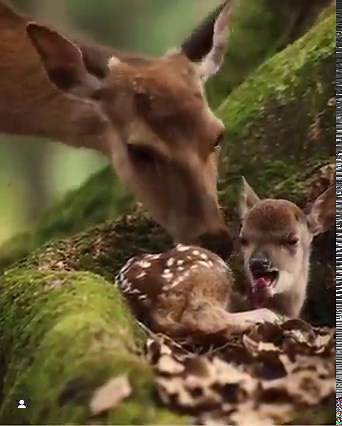 596K views · 41K reactions | Priroda i životinje su savršeni .. a, čovjek je tu slučajno. | ヅIzreke koje određuju životヅ | Facebook