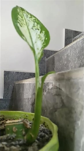Dumb Cane Plants grow up for sweet dream#garden #lifeisbutadream#dumbcane #garden#nature#plantsgrow