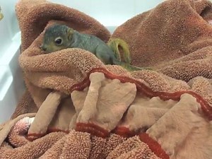 2.8K reactions · 2.1K shares | When baby squirrels come in without any siblings, they are put in with WildCare "siblings" of the same age as soon as possible. They will stay together as a group through the rehabilitation process, and be released together as well. | WildCareOklahoma | Facebook