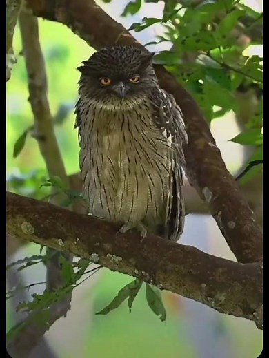 The elephant makes a deep, rumbling sound