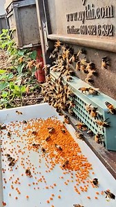 Bees getting pollen khmer farm. | Phary BeeKeeper
