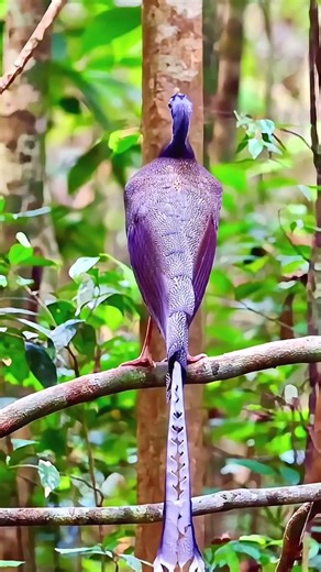Some beautiful birds song. So nice it🐦 🐦 😍 👌 #birds #shortsvideo