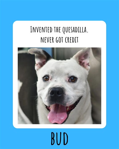 2.6K views · 38 reactions | Our shelter dogs don’t always get the attention they deserve… so we made up ridiculous stories about them to help them find their forever homes!  For more information on each dog featured below - head to www.prairiepaws.org or give us a call at (785) 242-2967 | Prairie Paws Animal Shelter - Ottawa KS | Facebook